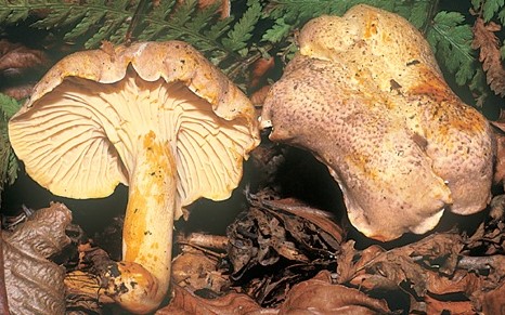 Questo Fungo appartiene alla specie Cantharellus