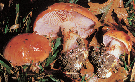 Questo Fungo appartiene alla specie Cortinarius