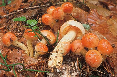 Questo Fungo appartiene alla specie Pholiota