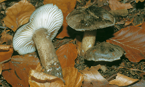Questo Fungo appartiene alla specie Coprinus