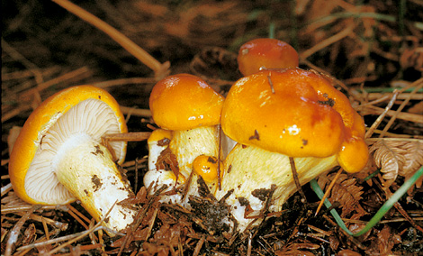 Questo Fungo appartiene alla specie Hygrophorus