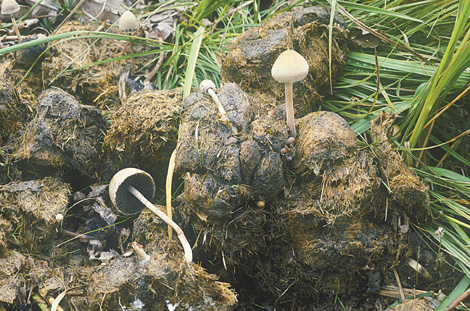 Questo Fungo appartiene alla specie Panaeolus