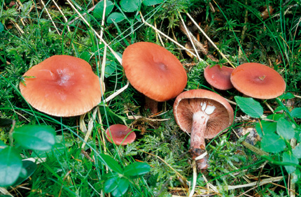 Questo Fungo appartiene alla specie Lactarius