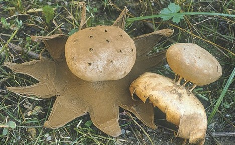 Questo Fungo appartiene alla specie Vescie
