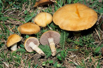 Questo Fungo appartiene alla specie Stropharia