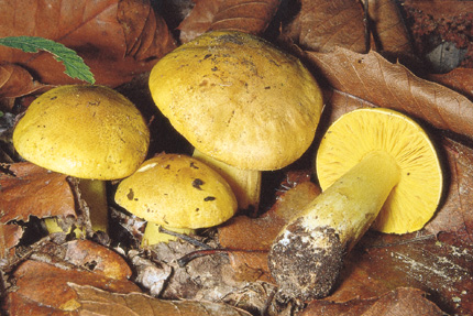 Questo Fungo appartiene alla specie Tricholoma