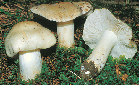 Questo Fungo appartiene alla specie Inocybe