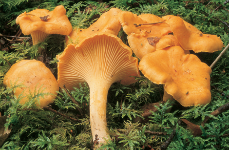 Questo Fungo appartiene alla specie Cantharellus