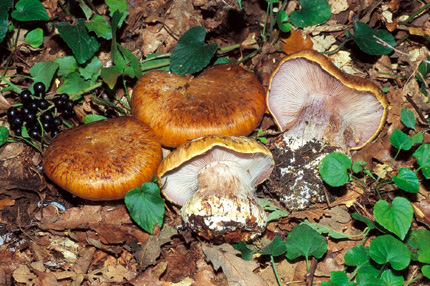 Questo Fungo appartiene alla specie Cortinarius