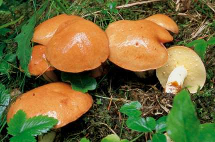 Questo Fungo appartiene alla specie Boletus