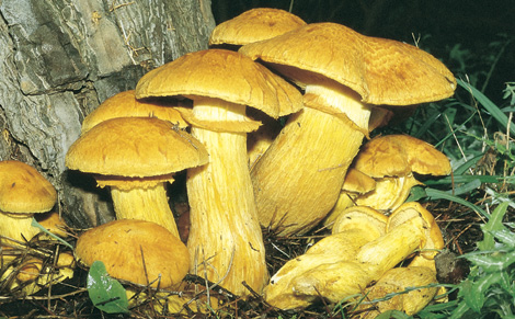 Varietà Contenente Psilocibina