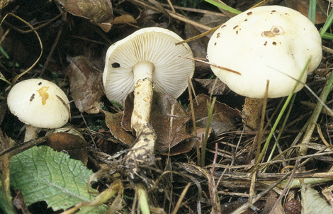 Questo Fungo appartiene alla specie Lepiota