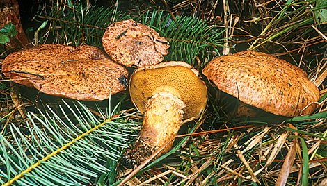 Questo Fungo appartiene alla specie Boletus