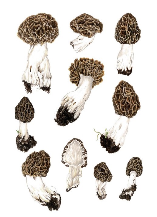 Morchella vulgaris, appartenente al complesso di M. esculenta, è caratterizzata da colorazioni bruno- grigiastre nella mitra. è caratterizzata da colorazioni bruno-grigiastre nella mitra. Le specie del genere Morchella sono fra i funghi più consumati al mondo e vengono commercializzati con volumi e valori decisamente importanti. Tutte le specie sono commestibili dopo cottura completa, evitando i quantitativi eccessivi e i pasti ripetuti.
