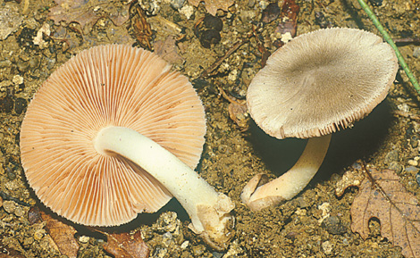 Questo Fungo appartiene alla specie Volvariella