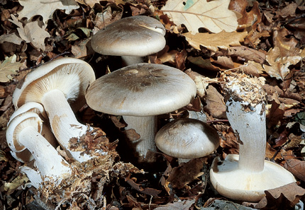 Questo Fungo appartiene alla specie Clitocybe