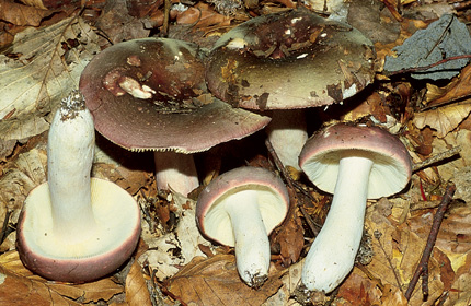 Questo Fungo appartiene alla specie Russula