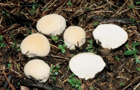 Questo Fungo appartiene alla specie Vescie