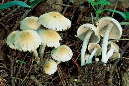 Varietà Contenente Psilocibina