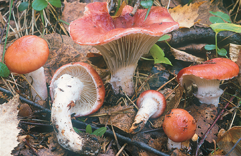 Questo Fungo appartiene alla specie Gomphidius