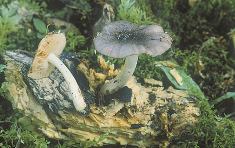 Questo Fungo appartiene alla specie Pluteus