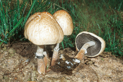 Questo Fungo appartiene alla specie Panaeolus