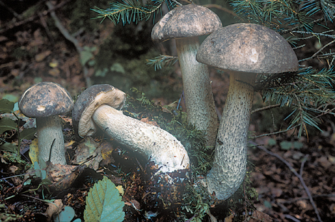 Questo Fungo appartiene alla specie Boletus