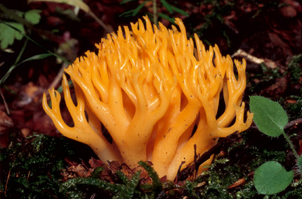Questo Fungo appartiene alla specie Ramarie